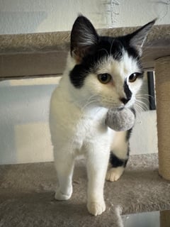 For Adoption Kaugurrl - Sweet Tailless Kitty