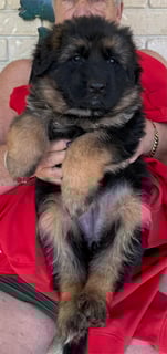 Available Soon Female Long Stock Coat Puppy
