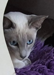 Available Now Siamese Kittens For Sale