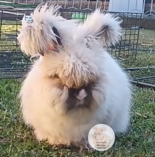 Available Soon EOI - Purebred English Angora bunnies rabbits available in OCTOBER 