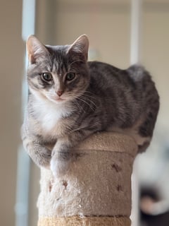 For Adoption Amy Six- Looking for Love