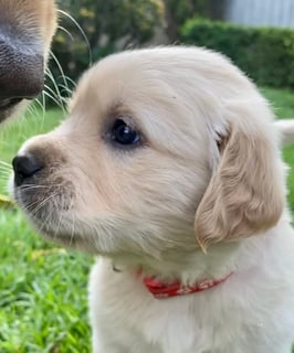 Available Now Golden Retriever Puppies Purebred Pedigree Available Now Golden Retriever Puppies Purebred Pedigree