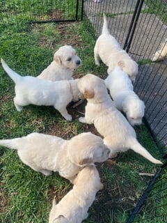 Available Now Golden Retriever Puppies Purebred Pedigree