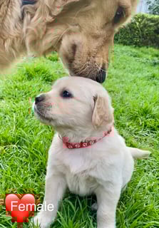Available Now Golden Retriever Puppies