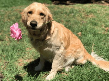 Available Soon Golden Retriever Puppies
