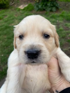 Available Now Golden Retriever Puppies