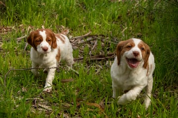 Available Now Brittany Puppies