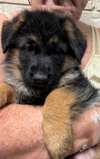 Available Soon Female Stock Coat Puppy