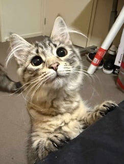 For Adoption Penny Six - Gorgeous Eyes
