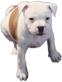 Shandy stud sydney Available Soon 10 pups born 6th January 26 Ready 3rd of MARCH 26