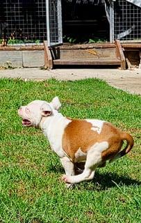 Available Now 10 pups  born 6th  January 26 Ready 3rd of MARCH 26