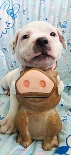 Casper stud Available Soon 10 pups born 6th January 26 Ready 3rd of MARCH 26