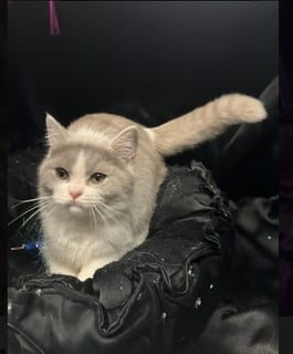 For Adoption PRINCE