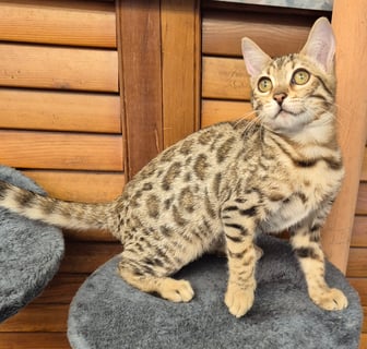 Available Now Bengal kittens purebred, vaccinated, microchipped Available Now Bengal kittens purebred, vaccinated, microchipped