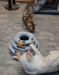 Available Now Bengal kittens purebred, vaccinated, microchipped