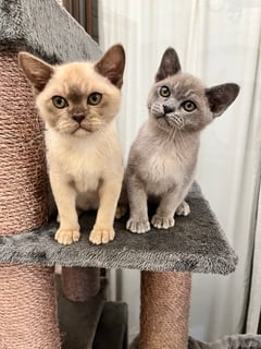 Available Now Burmese Kittens 
