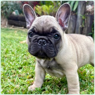Available Soon Female French Bulldog Puppies