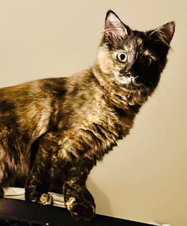 For Adoption Flicker Six - Craving Connection