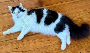 For Adoption Lizzy - Loves to Love You