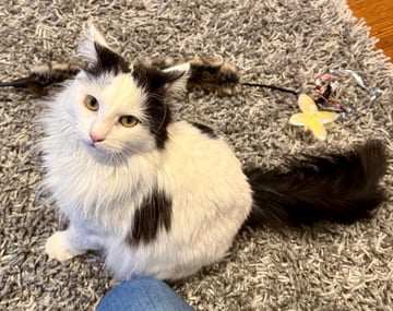 For Adoption Rini - Purrfect Lap Cat