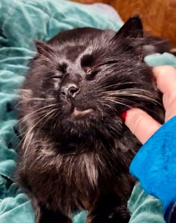 For Adoption Sirius Black - Friendly, Fluffy Kitty