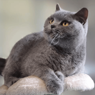 Available Soon WAITLIST OPEN Bellou British Shorthairs