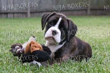 Available Soon BOXER PUPPIES - BRINDLE, BRINDLE & WHITE, and WHITE