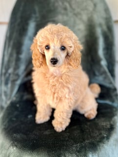Available Now Toy Poodle apricot girl
