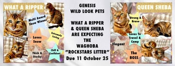 Available Soon Upcoming Toyger Litter