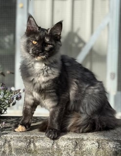 Available Now Desexed Maine Coon Kitten 