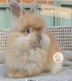 Available Soon Purebred English Angora baby rabbits bunnies 