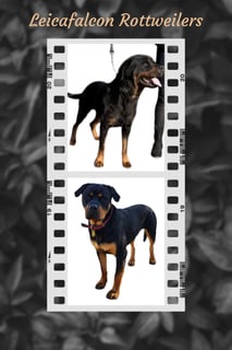 Available Soon 3 Female Pedigree Rottweiler Puppies