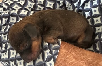 Available Soon  Dachshund 