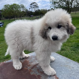 Available Now Pyrenean Mountain Dog