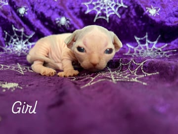 Available Now Rare Sphynx Kitten – Girl Available