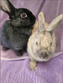 For Adoption Coco & Cinnnamon