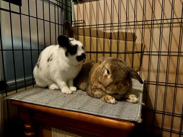 For Adoption Strawberry and Popcorn 