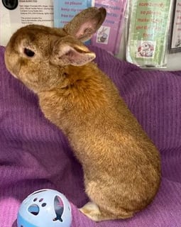 For Adoption Strawberry