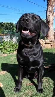 Available Soon Labrador Puppies expressions of interest open