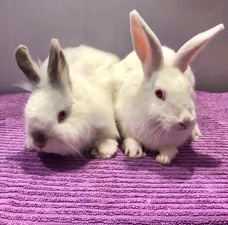 For Adoption Ameilia and Snowman