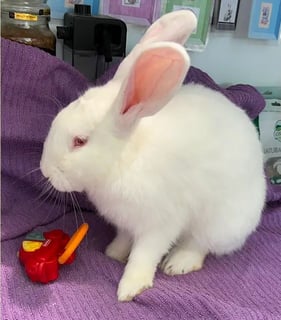 For Adoption Snowy