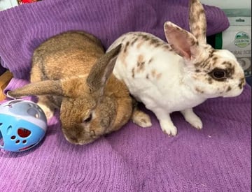 For Adoption Cinnabun & Fawn