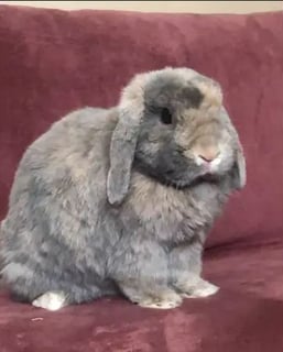 For Adoption Sparkles Fonzie 