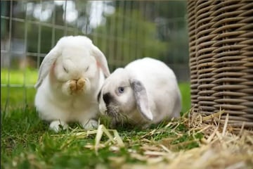 For Adoption Smudge and Splodge