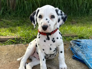 'Ken' - black boy - 6.5 weeks Available Soon Dalmatian Puppies: Black Boy to go home just before Xmas