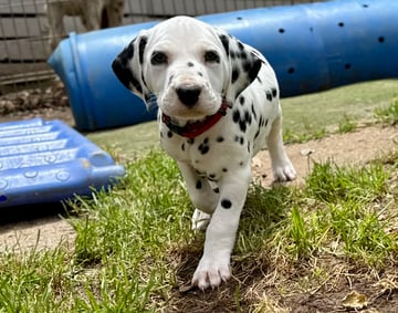 'Ken' - black boy - 6 weeks Available Soon Dalmatian Puppies: Black Boy & Liver Girl to go home just before Xmas