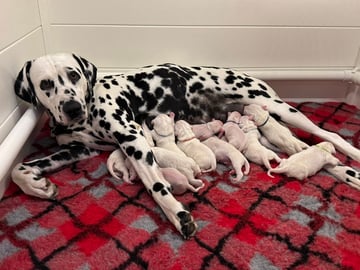 Janet & Wally's new puppies Available Soon Dalmatian Puppies: Black & Liver boys to go home just before Xmas