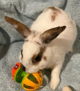 For Adoption Harmony