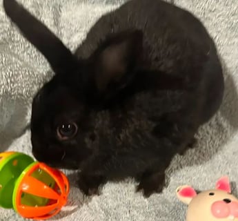 For Adoption Shadow