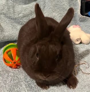 For Adoption Baloo